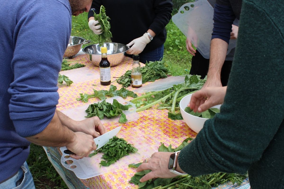 סדנת ליקוט: לזהות מה אכיל ומה ישלח אתכם לבית חולים